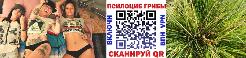 закладка  Княгинино  Галлюциногенные грибы Magic Shrooms 